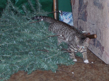 Boots checking out the Christmas tree (2006)